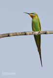 Groene bijeneter - Blue-cheeked bee-eater - Merops persicus