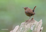 Pacifische Winterkoning - Pacific Wren - Troglodytes pacificus muiri