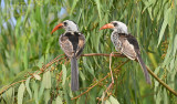 Westelijke roodsnaveltok - Western Red-billed Hornbill - Tockus Kempi 
