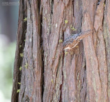Amerikaanse Boomkruiper - Brown Creeper - Certhia americana occidentalis