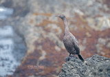 Pelagische Aalscholver - Pelagic Cormorant - Phalacrocorax pelagicus