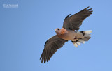 Palmtortel - Laughing dove - Streptopelia senegalensis