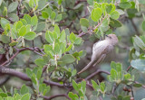 Struikmees - Bushtit - Psaltriparus minimus
