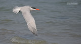 Reuzenstern - Caspian tern - Hydroprogne caspia