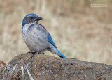 Westelijke Struikgaai - California Scrub-Jay - Aphelocoma californica