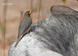 Geelsnavelossepikker - Yellow-billed Oxpecker - Buphagus africanus 