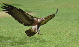 Kapgier - Hooded Vulture - Necrosyrtes monachus