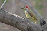 Stippelspecht - Fine-spotted Woodpecker - Campethera punctuligera
