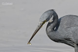 Rifreiger - Western reef egret - Egretta gularis