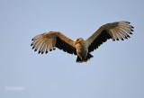 Palmgier - Palm-nut vulture - Gypohierax angolensis