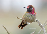 Anna's Kolibrie - Anna's Hummingbird - Calypte anna