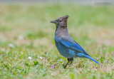 Stellers Gaai - Steller’s Jay - Cyanocitta stelleri