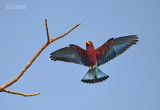 Breedbekscharrelaar - Broad-billed Roller - Eurystomus glaucurus