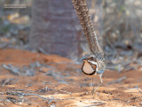 Langstaartgrondscharrelaar - Long-tailed Ground-Roller - Uratelornis chimaera