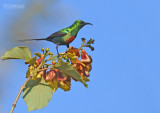 Feenhoningzuiger - Beautiful  Sunbird - Cinnyris pulchella
