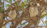 Madagaskarsteenuil - White-browed Hawk-Owl - Athene superciliaris