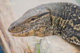 Watervaraan - Asian water monitor - Varanus salvator