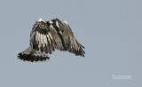Bonte ijsvogel - Pied Kingfisher - Ceryle rudis