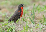 Zwartkopsoldatenspreeuw - Red-breasted Blackbird - Sturnella militaris