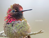 Annas Kolibrie - Annas Hummingbird - Calypte anna