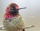 Anna's Kolibrie - Anna's Hummingbird - Calypte anna