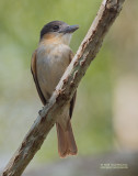 Roodkeelbekarde - Rose-throated Becard - Pachyramphus aglaiae yucatanensis