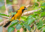 Altamiratroepiaal - Altamira Oriole - Icterus gularis mentalis