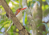 Madagaskardwergijsvogel - Madagascar Pygmy-Kingfisher - Corythornis madagascariensis madagascariensis