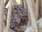 Boa constrictor - Boa constrictor - Boa constrictor imperator