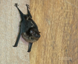 Tweestrepige zakvleermuis - Greater White-lined Bat - Saccopteryx bilineata