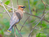 Cederpestvogel - Cedar Waxwing - Bombycilla cedrorum