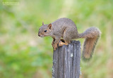 Grijze Eekhoorn - Eastern Gray Squirrel - Sciurus carolinensis