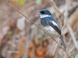 Wards Vliegenvanger - Ward's Flycatcher - Pseudobias wardi