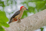 Goudvoorhoofdspecht - Golden-fronted Woodpecker - Melanerpes santacruzi dubius
