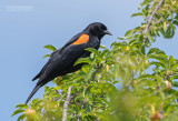 Epauletspreeuw - Red-winged Blackbird - Agelaius phoeniceus