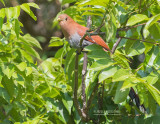 Eekhoornkoekoek - Squirrel Cuckoo - Piaya cayana thermophila