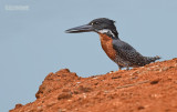Reuze ijsvogel - Giant Kingfisher - Megaceryle maximus 