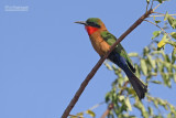 Roodkeelbijeneter - Red-throated Bee-eater - Merops bulocki