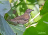 Mexicaanse witneklijster - White-throated thrush - Turdus assimilis assimilis