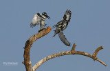 Bonte ijsvogel - Pied Kingfisher - Ceryle rudis