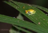 Glas Kikker - Glass frog - ??