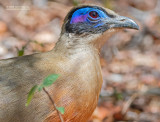 Grote Coua - Giant Coua - Coua gigas