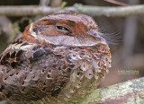 Gekraagde Nachtzwaluw - Collared Nightjar - Gactornis enarratus
