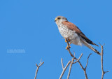 Madagaskartorenvalk - Madagascar Kestrel - Falco newtoni