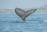 Bultrug - Humpback whale - Megaptera novaeangliae