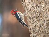 Roodborstsapspecht - Red-breasted Sapsucker - Sphyrapicus ruber