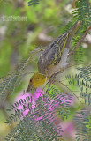 Grote textorwever - Village Weaver - Ploceus cucullatus