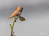 Rosse Kolibrie - Rufous Hummingbird - Selasphorus rufus