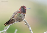 Annas Kolibrie - Annas Hummingbird - Calypte anna