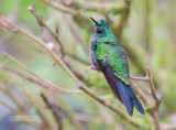 Groenkruinbriljantkolibrie - Green-crowned Brilliant - Heliodoxa jacula